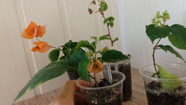 Когда зацветет бугенвиллия из черенка? смотреть онлайн