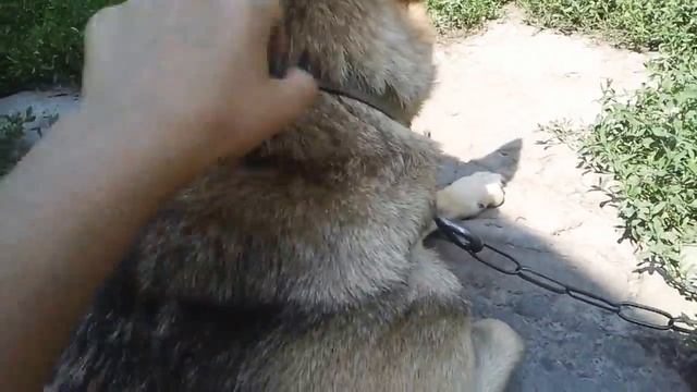 Секреты Таланта