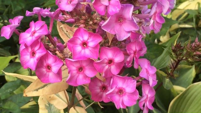 Флокс метельчатый ОЛИМПУС #phlox #phloxolympus смотреть онлайн