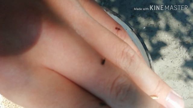 Амбарные долгоносики наступают! Насекомые вредители смотреть онлайн