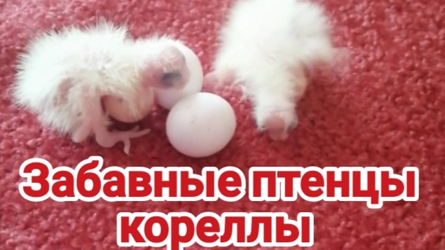 Забавные птенцы кореллы. Птенцы. Корелла смотреть онлайн