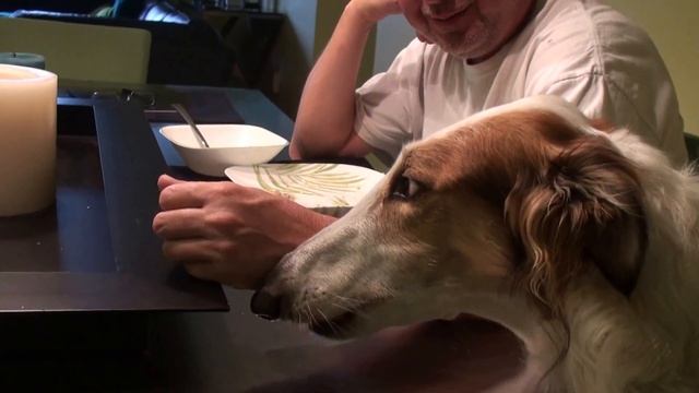 Borzoi at the Dinner Table смотреть онлайн