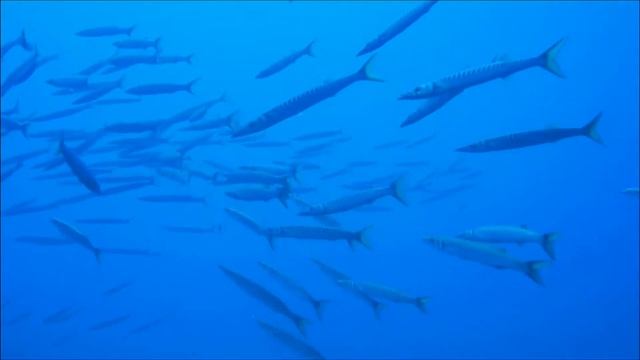 Diving Mallorca ?? смотреть онлайн