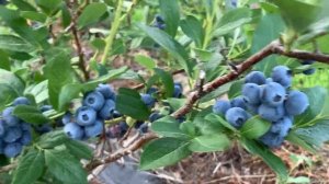 ЖИЗНЬ в ГЛУХОЙ ДЕРЕВНЕ. БЕЛАРУСЬ  ГОЛУБИКА сорт  БОНИФАЦИЙ