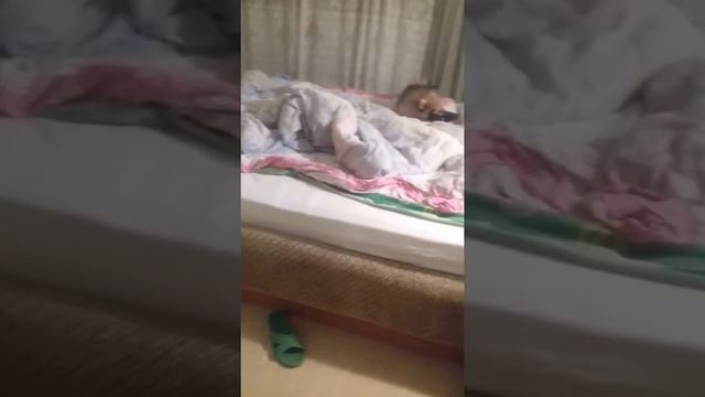 Немецкий шпиц - юный повстанец 2