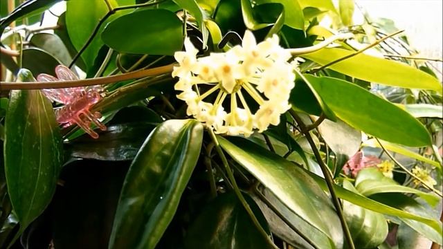 Hoya Tjadasmalangensis Or Hoya Polystachya   You Decide!