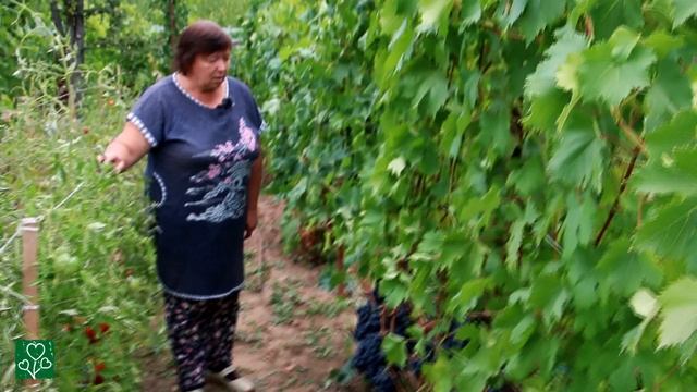 Виноград Кардинал Ранний. смотреть онлайн