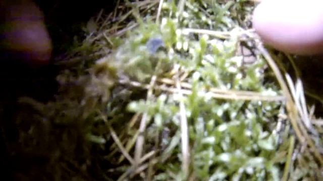 Настоящий белорусский светлячок / The real belarusian glowworm смотреть онлайн