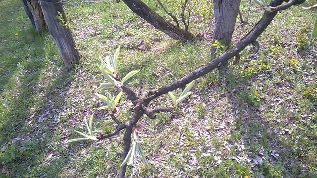 Цветет груша.Flowering pear.