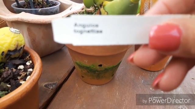 Орхидея ЛИКАСТА, кто живет в  моей коллекции.