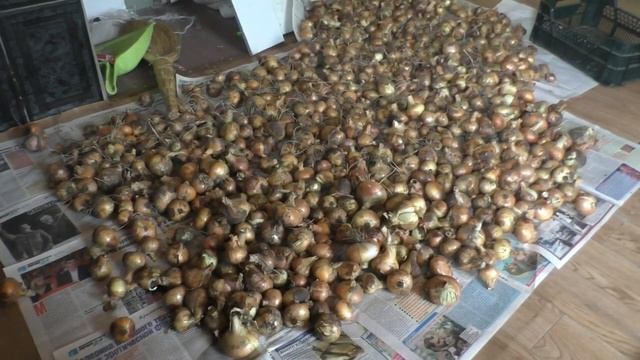 Вы нас еще не забыли?/ПОЕХАЛИ за ежевикой и как готовлю яблочное ПОВИДЛО смотреть онлайн