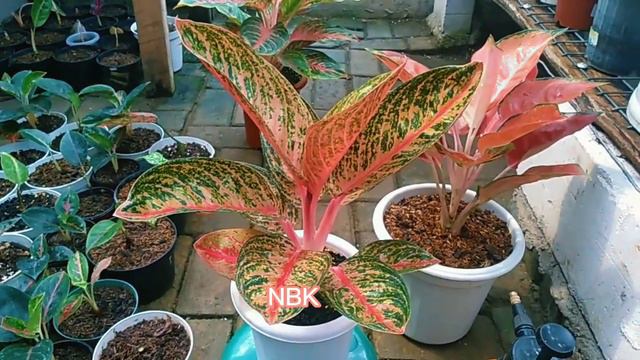 AGLAONEMA WIDURI