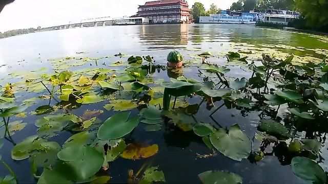 Арбузная голова профессора Доуэля смотреть онлайн