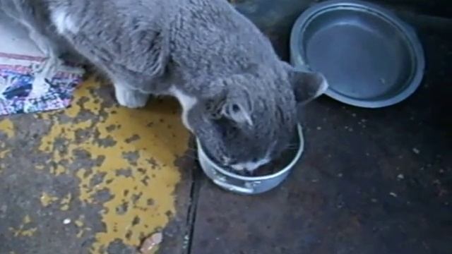 Кормим Кешку Вискасом смотреть онлайн