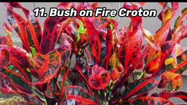 All About Croton-Varieties and taking care of them. смотреть онлайн