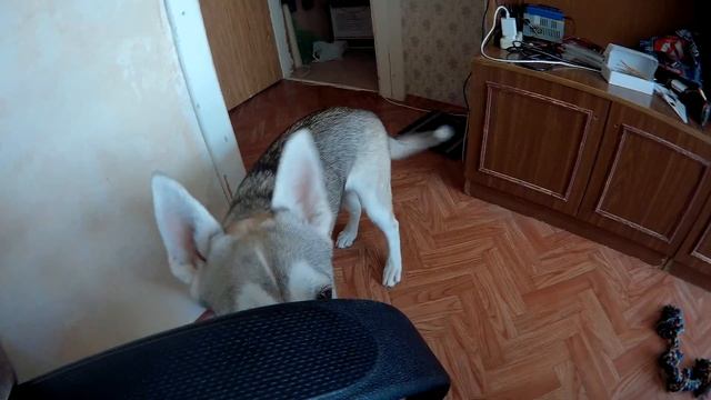 Ханна воет на будильник