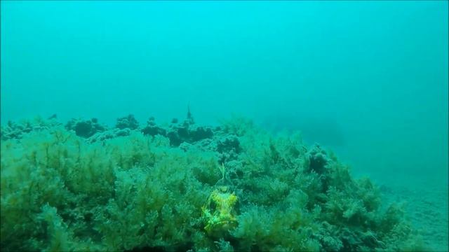 Подводные зарисовки 2022 номер два смотреть онлайн