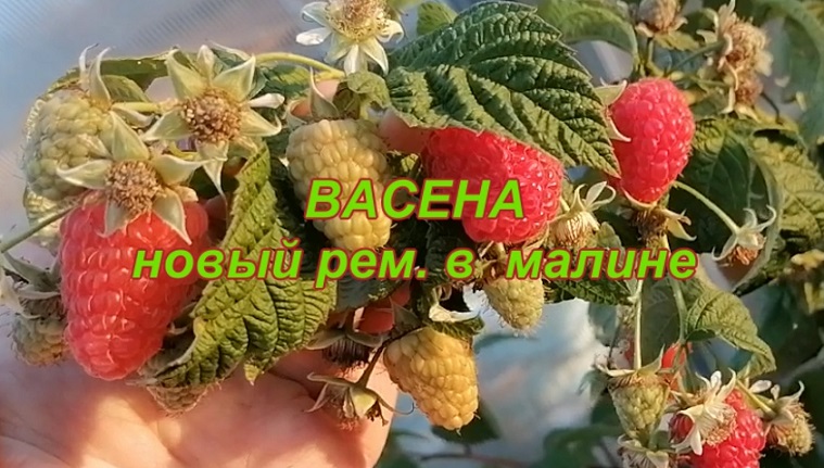 ВАСЕНА новый рем малины смотреть онлайн