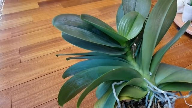 НЕТПЕРЕЛИВА орхидей. Спустя 17 дней после полива. Когда поливать? смотреть онлайн