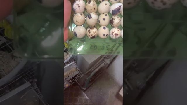 Упаковка перепелиных яиц #перепела #яйцаперепелок #упаковкаяиц смотреть онлайн