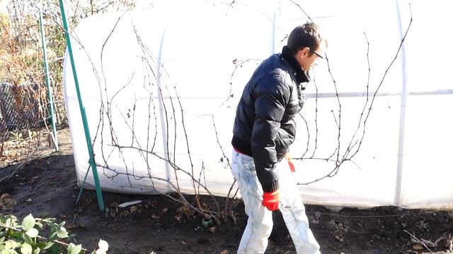 САМАЯ ПРОСТАЯ ОСЕННЯЯ ОБРЕЗКА ВИНОГРАДА ЧТОБЫ ВЕСНОЙ ПОЛУЧИТЬ БОЛЬШОЙ УРОЖАЙ смотреть онлайн