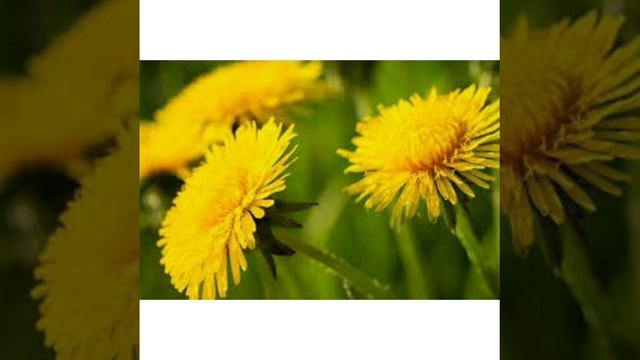 Одуванчик. Объёмная аппликация. смотреть онлайн