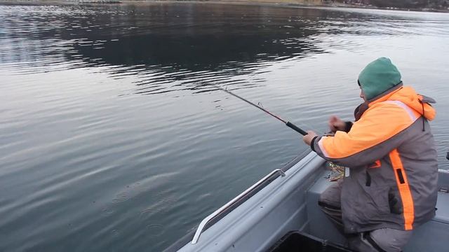 Зубатка Норвежского моря смотреть онлайн