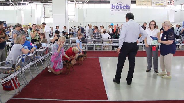 CACIB Тюмень 2017 малый брабансон класс чемпионов смотреть онлайн