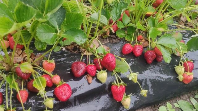 Клубника Кабрило - Что она творит!!! смотреть онлайн