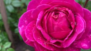 Роза Хайди Клум, Rosa Heidi Klum