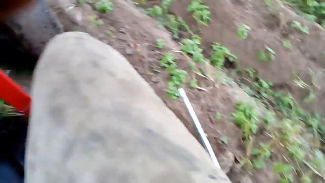 Копка картошки мотоблокам мтз с передним адаптером