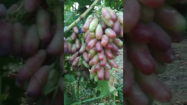 Виноград маникюр Фингер смотреть онлайн