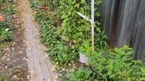 Примулы осенью.