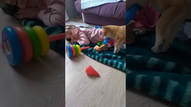 Как маленькая сиба играет с ребёнком дома. смотреть онлайн