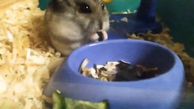 Растения и их культура