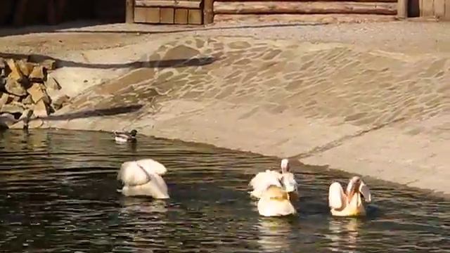 Пеликаны :) Бердянский зоопарк смотреть онлайн