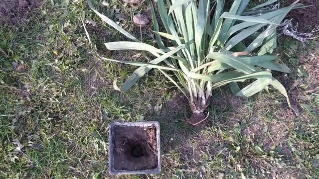 Осенняя посадка цветной ЮККИ и гортензии Мэджикал Мунлайт смотреть онлайн