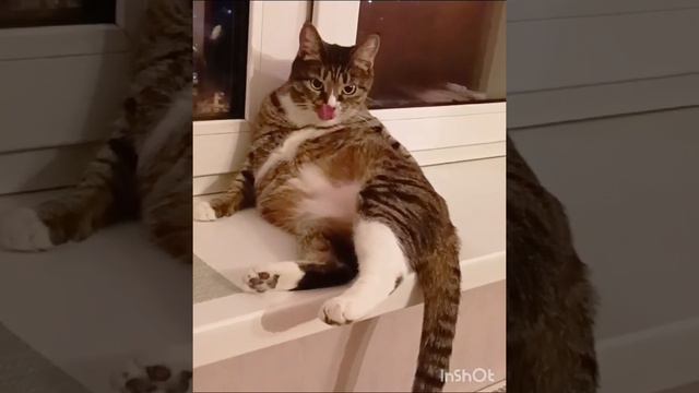 ДЖЕНИКИ ЛАЙФ