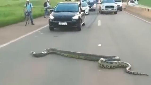 Анаконда катта йулда смотреть онлайн