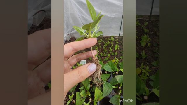 Зачем снимаете такое видео 🤦. Мой ответ на негативный комментарий. смотреть онлайн