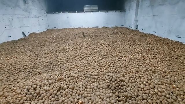 Луковое хранение навалом. 4 часть состояние после сушки. Bulk onion storage, condition after drying смотреть онлайн