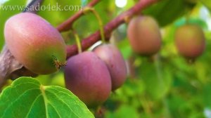 АКТИНИДИЯ АРГУТА (мини-киви) в Киевской области. Оcобенности выращивания. Саженцы актинидии.