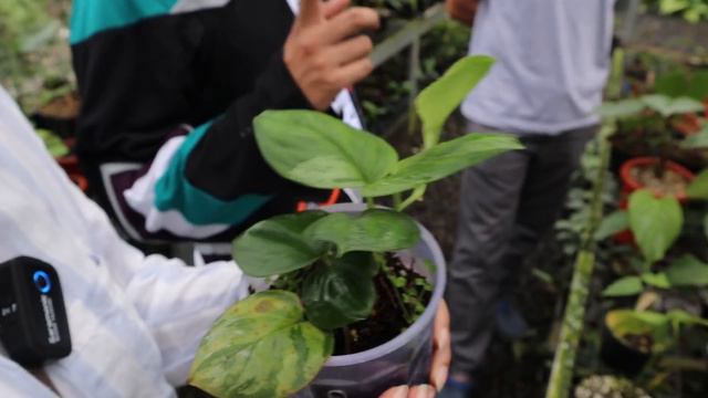 JUARA 1 PHILODENDRON: TIPS JAWARA AROID - EP 54 смотреть онлайн