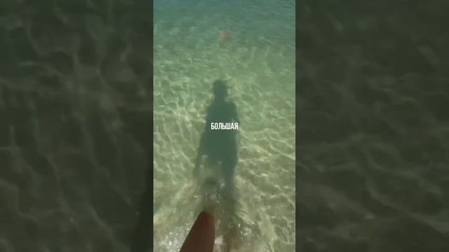 СВЕКРОВЬ ПОДРУЖКА - реально!!?? Больше моего контента в тг : Vlknwb?