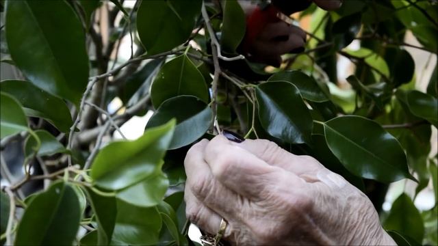 Ficus Benjamin Tip Pruning By Helena, the Plant Doctor смотреть онлайн