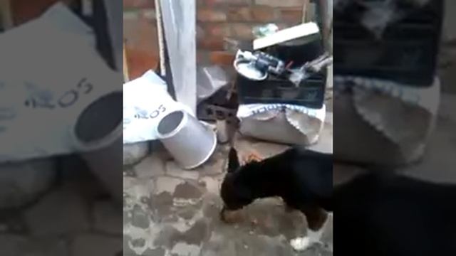 Собака грызёт орешки смотреть онлайн