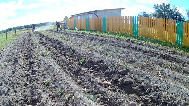 Копка картошки мотоблоком мтз с самой простой и эффективной картофелекопалкой смотреть онлайн