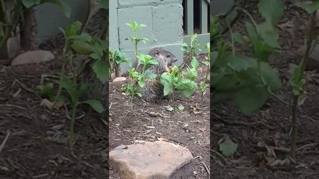 Operation Baby Groundhog смотреть онлайн
