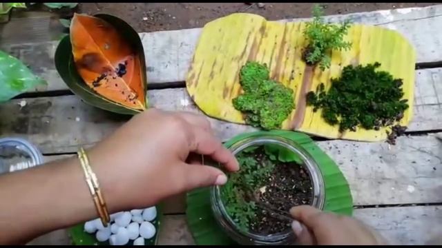 #terrarium#angelsuniverse Terrarium |Natural Vibe| смотреть онлайн