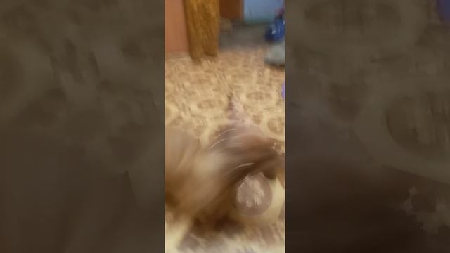 пытаюсь мяч забрать #милота #animals #собака #пес #dog #такса #игра смотреть онлайн